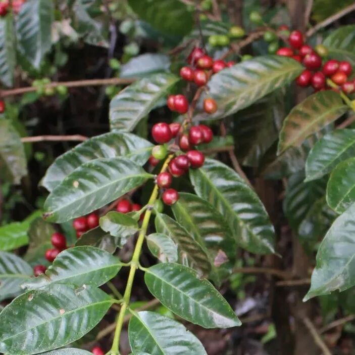 Giới thiệu về cà phê Panama trồng tại vùng sản xuất Boquete, hạt cà phê Hoa Bướm