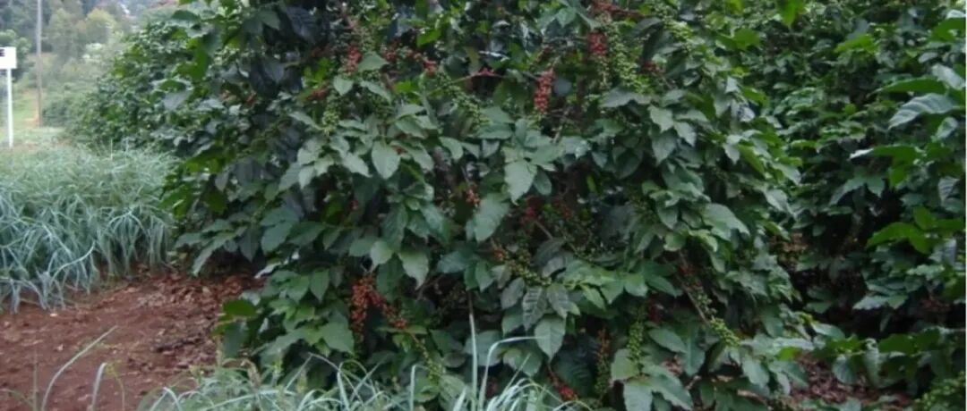 Các giống cà phê Kenya: Ruiru 11 (Ruiru 11)
