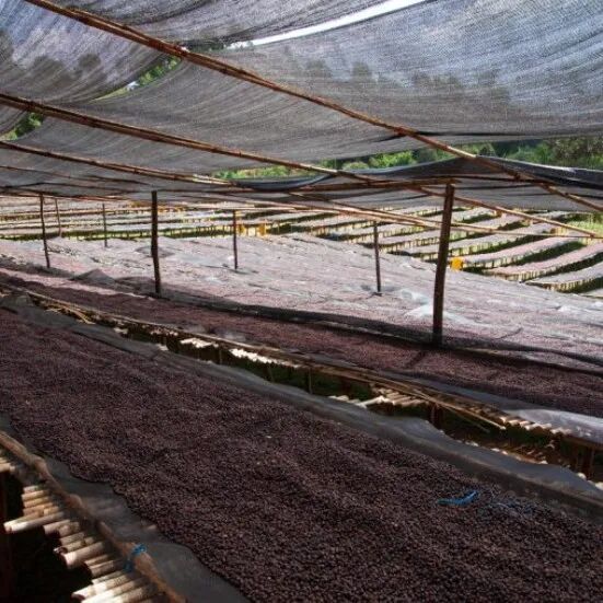 Giới thiệu về trạm chế biến cà phê nổi tiếng Ethiopia: Sidamo Yaye