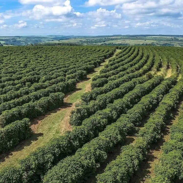 Giới thiệu hạt cà phê Bourbon Vàng của Fazenda Rainha, vùng Mogiana, bang São Paulo, Brazil