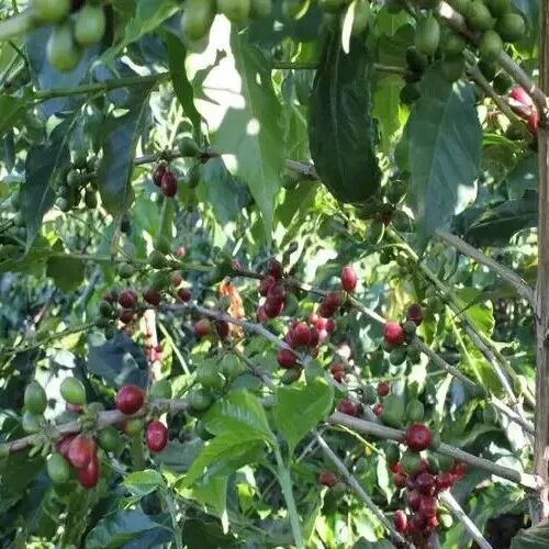 Trồng cà phê Tanzania, giới thiệu cà phê Typica núi Kilimanjaro