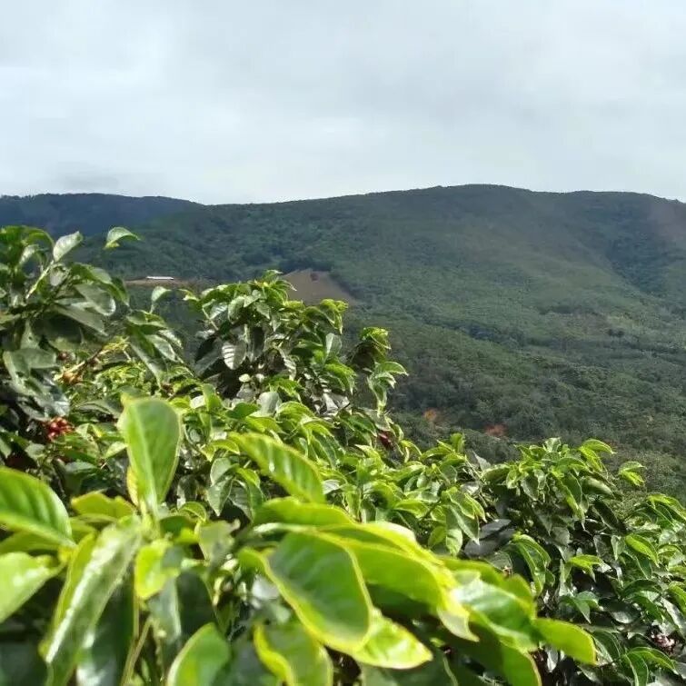 Giới thiệu về cà phê Strawberry Candy của Finca Mirazú vùng Tarrazú, Costa Rica