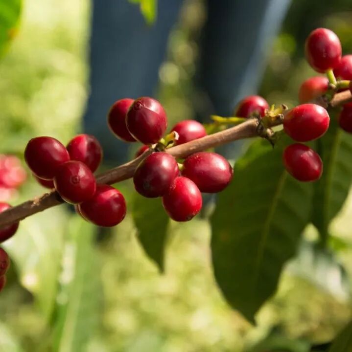 Giới thiệu hạt cà phê Guatemala, hạt cà phê La Minita Flor del Café vùng Antigua