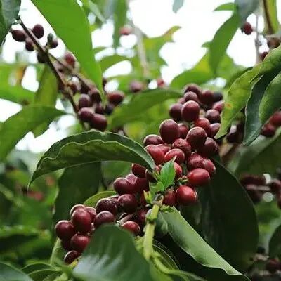 Giới thiệu về vùng sản xuất Volcán Panama, công ty 90+ Ninety Plus, trang trại Geisha Eleta