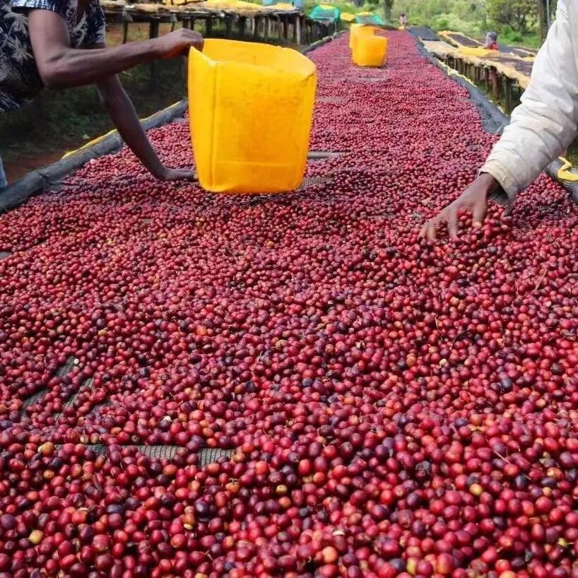 Giới thiệu hạt cà phê washed Yirgacheffe Kochere, vùng trồng cà phê Ethiopia