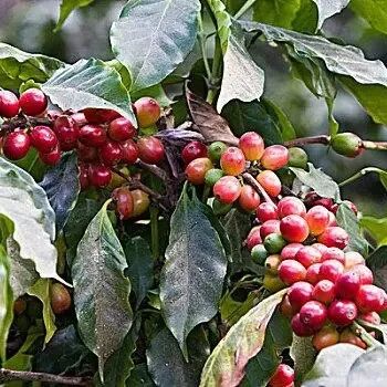 Giới thiệu hạt cà phê Lintong Mandheling tuyển chọn nhập môn từ vùng Sumatra, khu vực sản xuất cà phê Indonesia