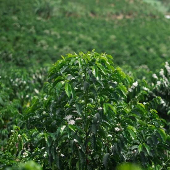 Hương vị cà phê Ecuador như thế nào?