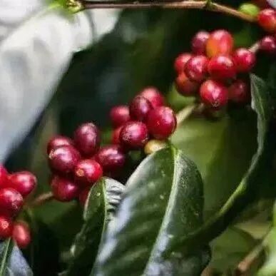 Giới thiệu hạt cà phê Papua New Guinea | Hạt cà phê chim thiên đường từ Estate Sigri, vùng cao nguyên phía Tây