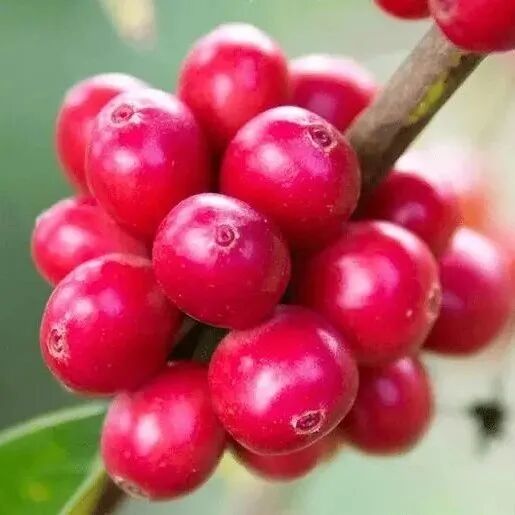 Hạt cà phê Ethiopia | Giới thiệu phân loại và giống cà phê Gesha làng Gesha đỏ và vàng Gori