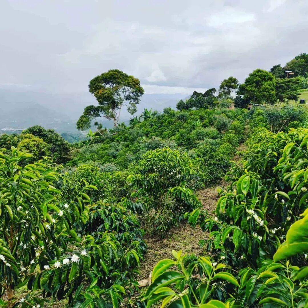 Giới thiệu hạt cà phê Colombia | Hạt cà phê Sidra từ Finca La Línea vùng Huila