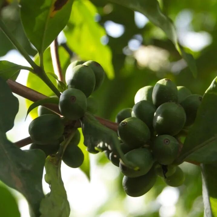 Giới thiệu hạt cà phê Kenya | Giống SL28, SL34 vùng sản xuất Thika Asaliya K72