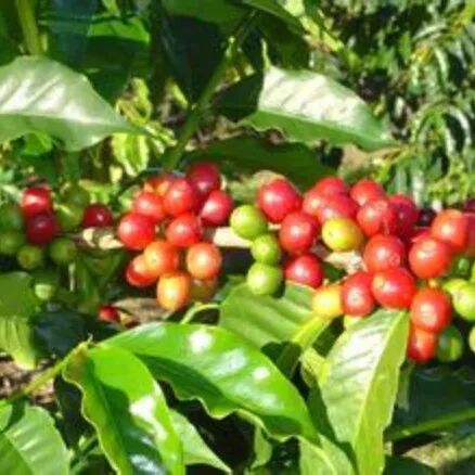 Lịch sử phát triển cà phê của quốc gia sản xuất cà phê lớn nhất Nam Mỹ – Brazil