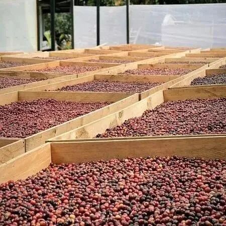 Giới thiệu vùng cà phê Yirgacheffe Ethiopia: Hợp tác xã Konga