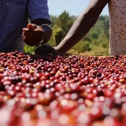 Giới thiệu hạt cà phê Ethiopia | Hoa Khôi 7.0 từ nhà máy chế biến Buku Abel, vùng Guji, Hambela