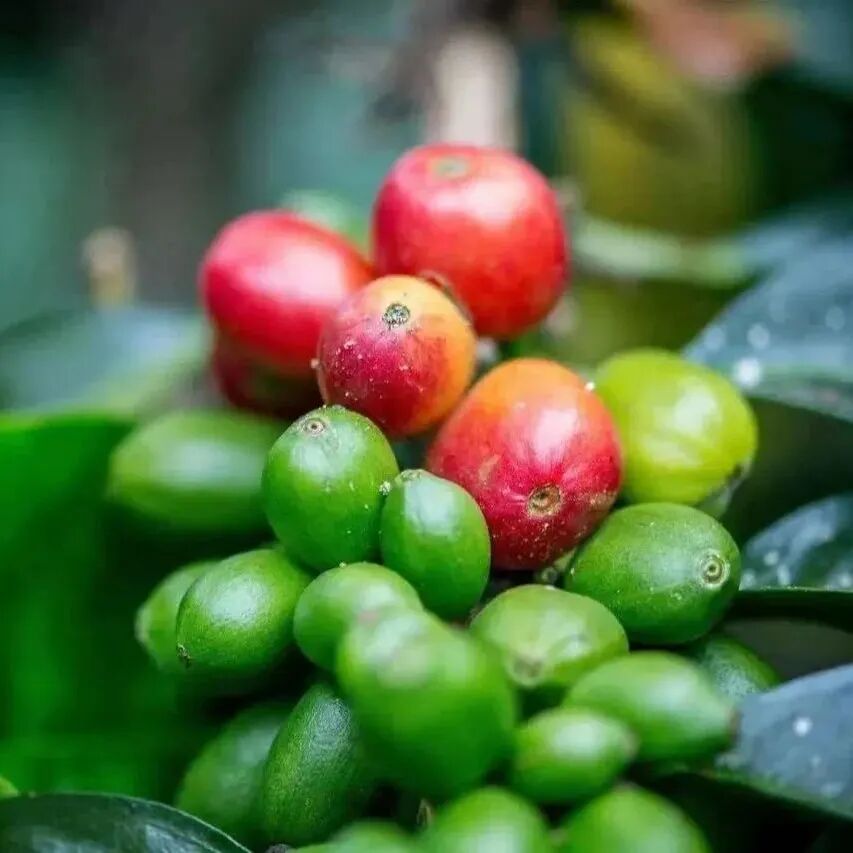 Tại sao Sidra lại được gọi là 