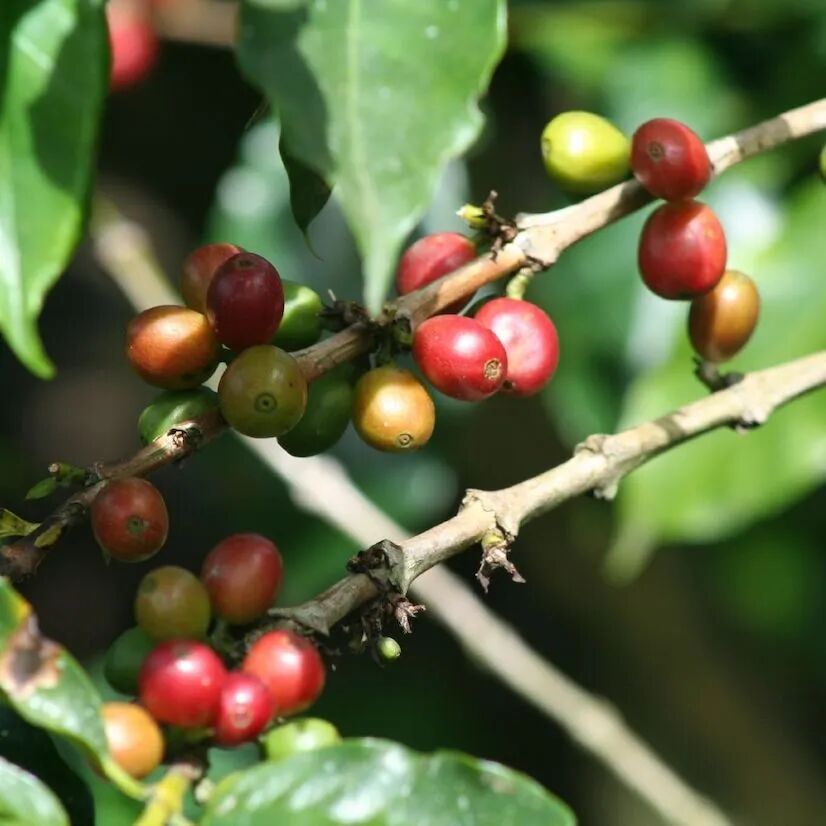 Giới thiệu hạt cà phê Costa Rica | Dòng Nhạc sĩ vùng Tarrazú hạt cà phê Bach