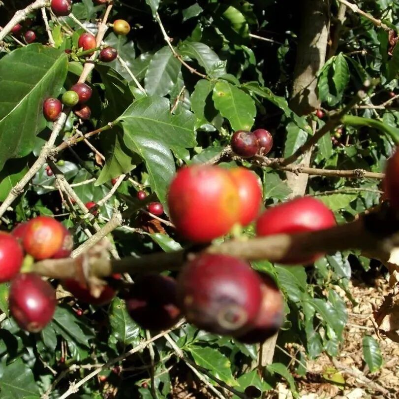 Hạt cà phê Ethiopia | Giới thiệu hạt cà phê chế biến ASD Amadiraro vùng Yirgacheffe