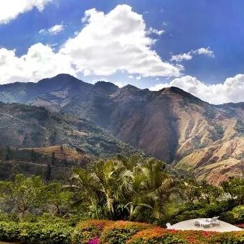 Hạt cà phê Guatemala | Giới thiệu hạt cà phê Gesha vùng sản xuất New Oriental