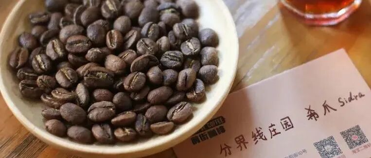Cà phê Sidra pha như thế nào? Chia sẻ cách pha hạt cà phê lên men yếm khí kép!