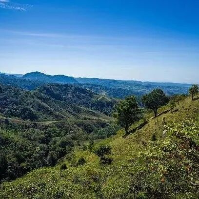Giới thiệu cà phê Panama | Cà phê Gesha từ Estate Hartman vùng Volcán