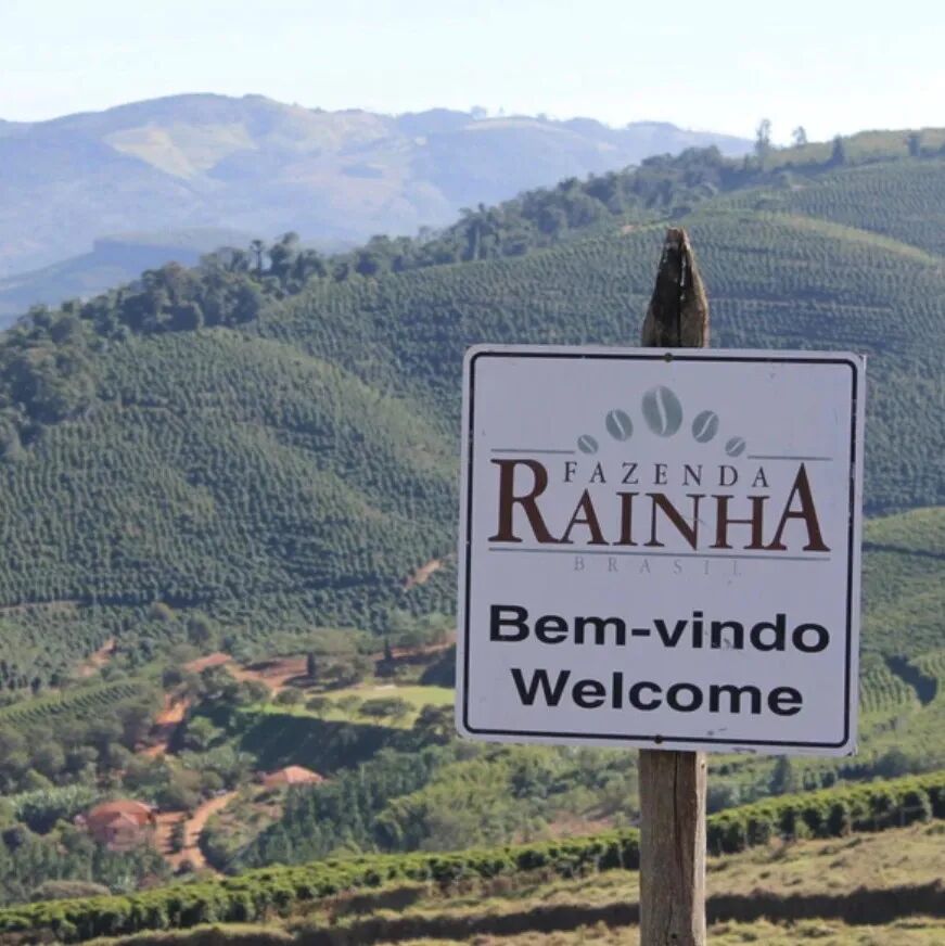 Giới thiệu hạt cà phê Brazil｜Hạt cà phê Bourbon Vàng từ trang trại Rainha, vùng Mogiana, bang São Paulo