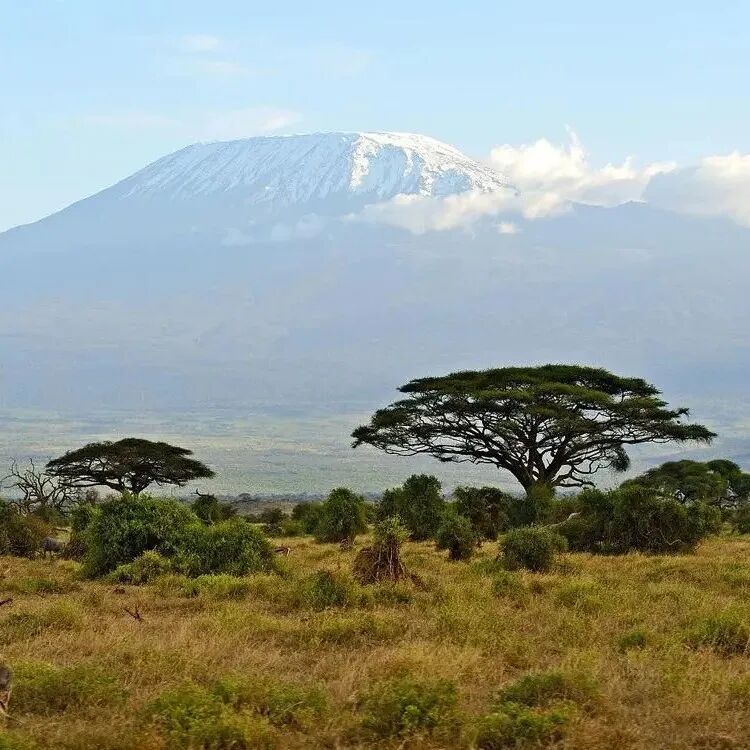 Hạt cà phê Tanzania | Giới thiệu hạt cà phê Kilimanjaro