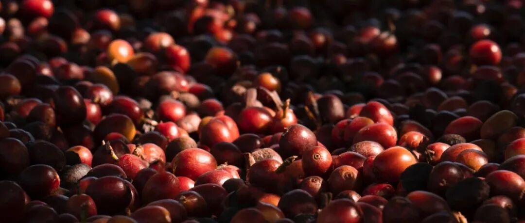 Xử lý phơi nắng siêu cấp là gì? Chẳng lẽ là phơi nắng dữ dội hơn một chút sao?