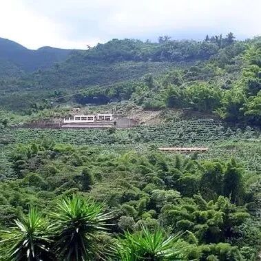 Cà phê Panama | Giới thiệu cà phê Diamond Mountain của Hacienda La Esmeralda vùng sản xuất Boquete