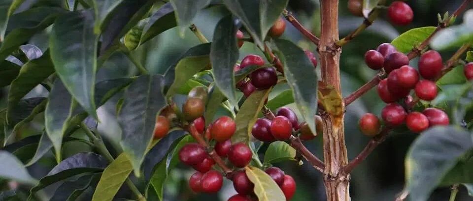 Chú ý! Giống Java và cà phê Java không giống nhau!
