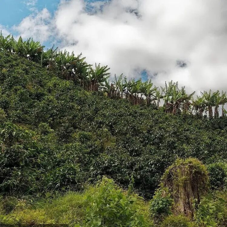 Giới thiệu hạt cà phê Costa Rica｜Strawberry Sugar của Finca Mirazu, vùng Tarrazú