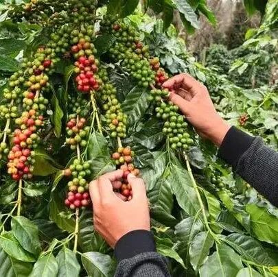 Giới thiệu về các vùng trồng cà phê, giống cà phê và cà phê Mandheling của Indonesia - quốc gia sản xuất cà phê châu Á