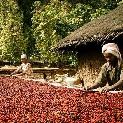 Hạt cà phê Ethiopia | Giới thiệu hạt cà phê hợp tác xã Gotiti vùng Yirgacheffe