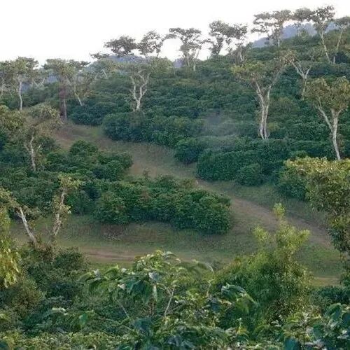 Giới thiệu hạt cà phê Guatemala | Hạt cà phê Hoa Thần của trang trại La Minita vùng Antigua