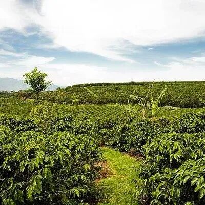 Giới thiệu hạt cà phê Costa Rica | Hạt cà phê Mozart từ Estate Canet vùng Tarrazú