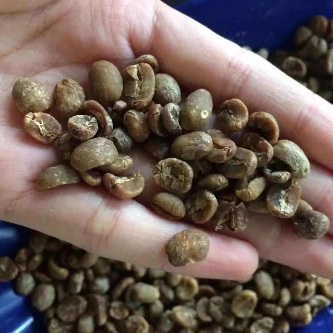 Xử lý ủ lâu năm được thực hiện như thế nào? Hạt cà phê ủ lâu năm có vị gì?