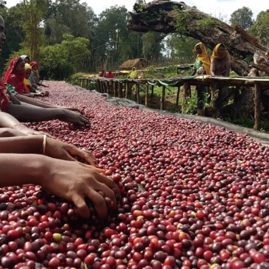 Hạt cà phê Ethiopia | Giới thiệu hạt cà phê Kochere vùng Yirgacheffe