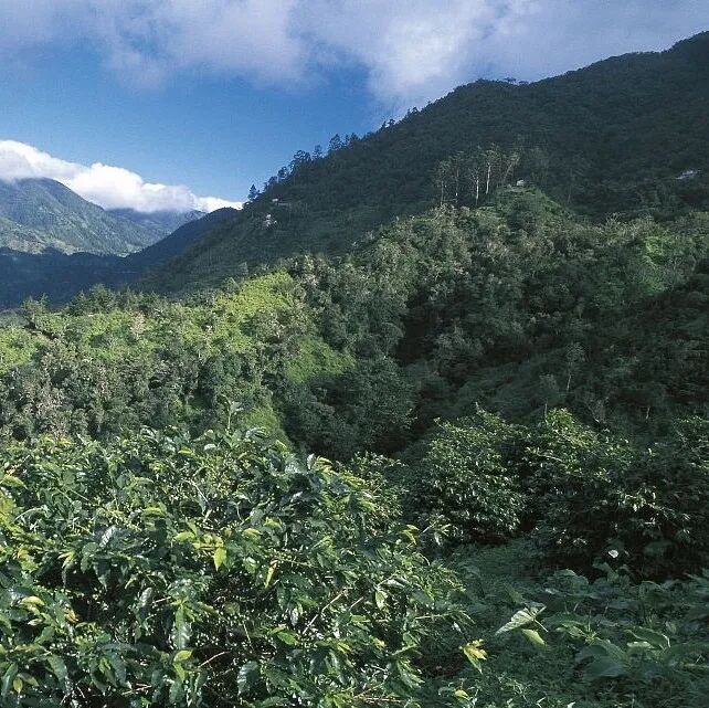 Giới thiệu hạt cà phê Kenya | Hạt cà phê SL28 & SL34 từ nhà máy chế biến Asaliya vùng Thika