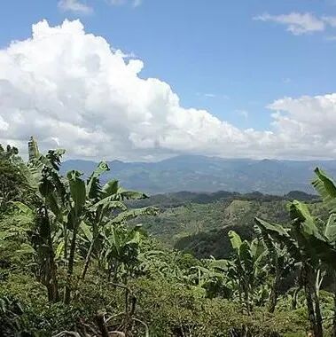 Hạt cà phê Guatemala | Giới thiệu hạt cà phê chế biến ướt vùng sản xuất Huehuetenango tuyển chọn cho người mới bắt đầu