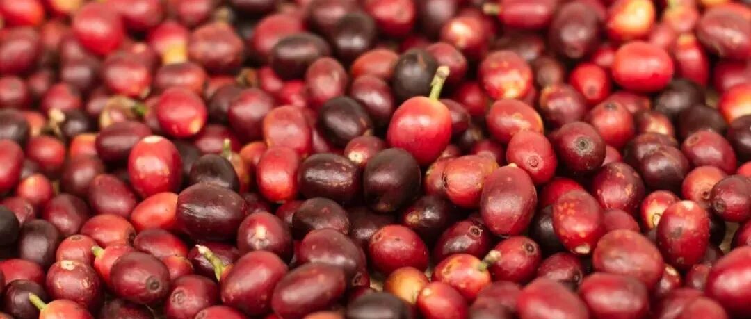 Chế biến mật nho khô khác gì so với chế biến mật thông thường?