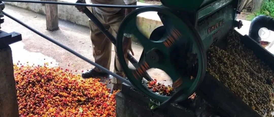 Phương pháp gọt ướt đặc trưng của Indonesia, rốt cuộc gọt như thế nào?