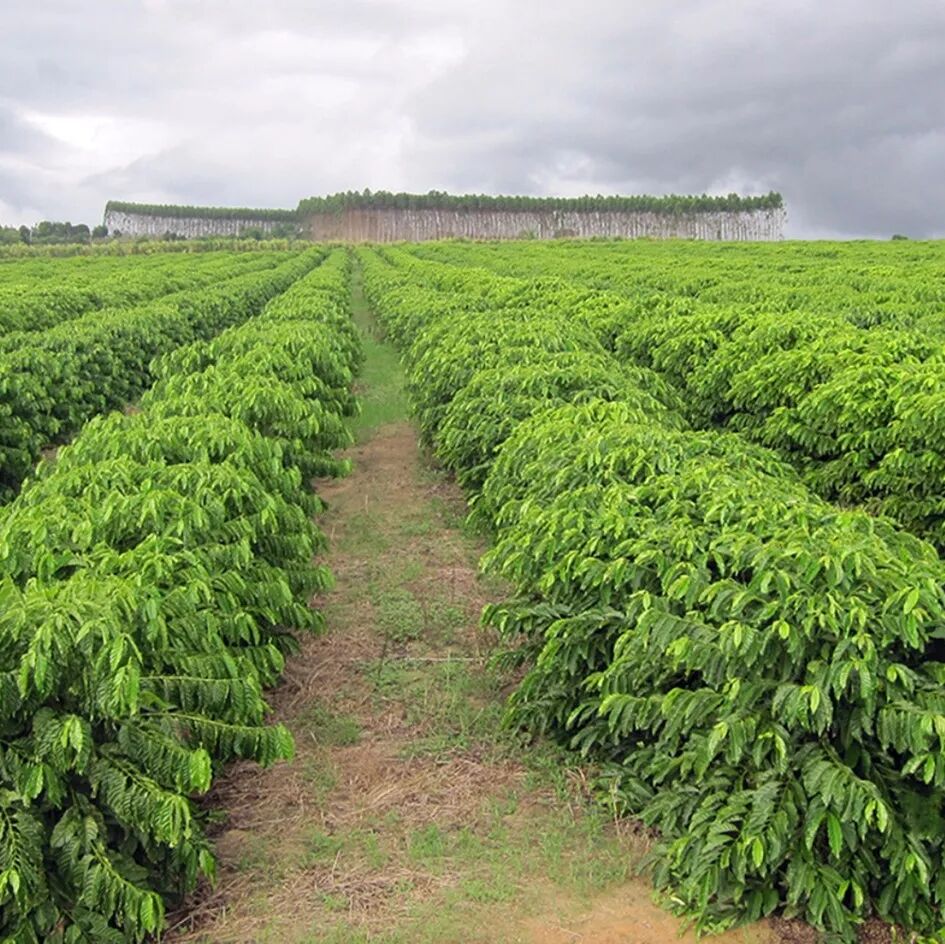 Giới thiệu hạt cà phê Brazil | Hạt cà phê giống Yellow Bourbon từ trang trại Queen ở vùng São Paulo