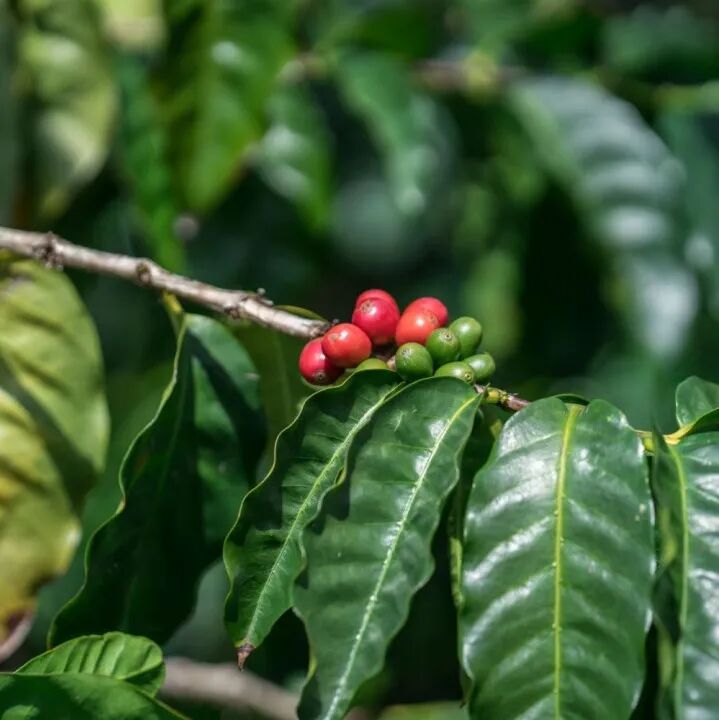 Giới thiệu đơn giản về nguồn gốc cà phê Hawaii của Mỹ và cà phê Kona KONA