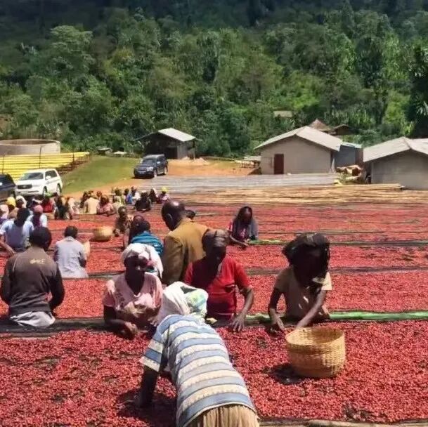 Hạt cà phê Ethiopia | Giới thiệu hạt cà phê Red Cherry phơi nắng vùng Yirgacheffe
