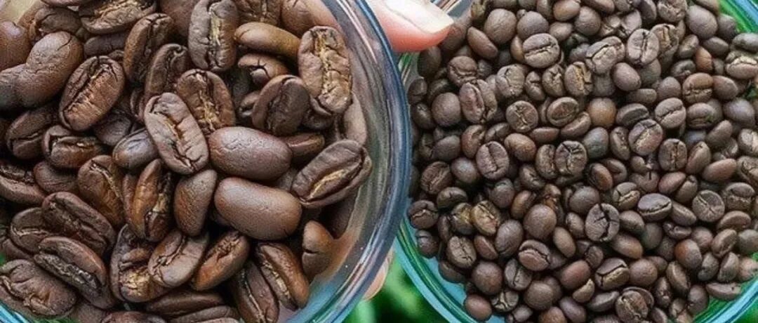 Bạn đã bao giờ thấy cà phê chè (arabica) mà hạt còn to hơn cả cà phê vối (robusta) chưa?