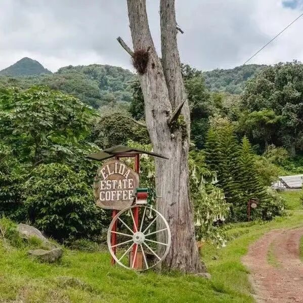 Giới thiệu về Elida Estate, vùng trồng cà phê Panama