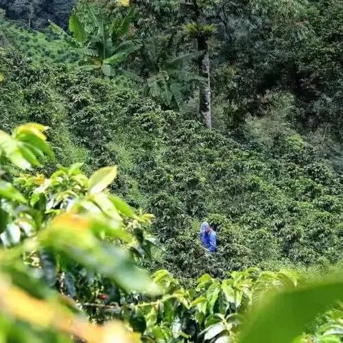 Giới thiệu hạt cà phê Sidra của Finca La Línea, vùng Huila, Colombia