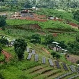 Giới thiệu hạt cà phê Ethiopia | Hạt cà phê Gold Label từ trang trại Gesha, vùng Bench Maji