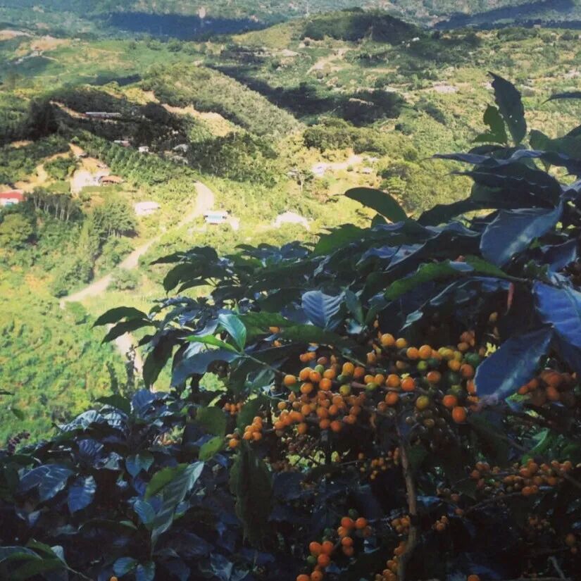 Giới thiệu cà phê hạt Costa Rica | Dòng chọn lọc nhập môn vùng Tarrazú – cà phê hạt chế biến ướt