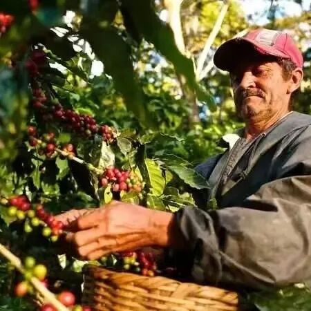 Giới thiệu đặc điểm hương vị vùng sản xuất Huehuetenango Guatemala