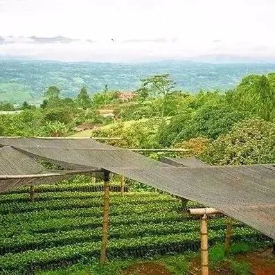 Colombia | Giới thiệu hạt cà phê thuộc dòng tuyển chọn nhập môn về vùng trồng cà phê